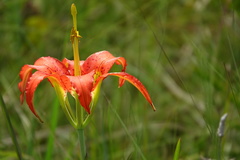 Lilium catesbaei image
