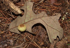 Atrusca quercuscentricola