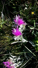 Centaurea uniflora