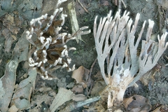 Thelephora anthocephala