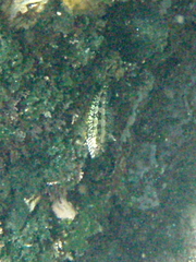 Gobioclinus dendriticus