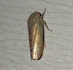 Polana quadrinotata