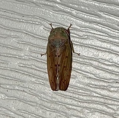 Polana quadrinotata