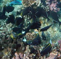 Acanthurus nigricans