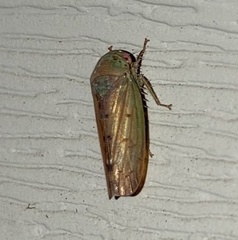 Polana quadrinotata