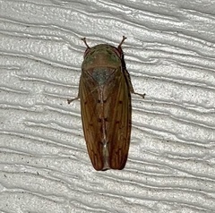 Polana quadrinotata