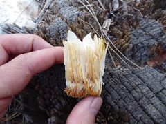 Neolentinus ponderosus image