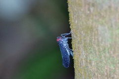Lystra lanata