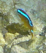 Chrysiptera unimaculata