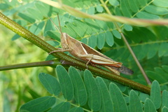 Stenocatantops mistshenkoi