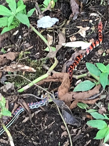 Photo of a Erythrolamprus vitti (Erythrolamprus vitti)