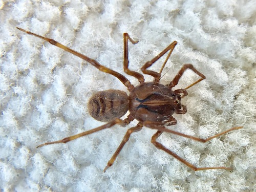 Striped Spitting Spider