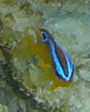 Chrysiptera unimaculata