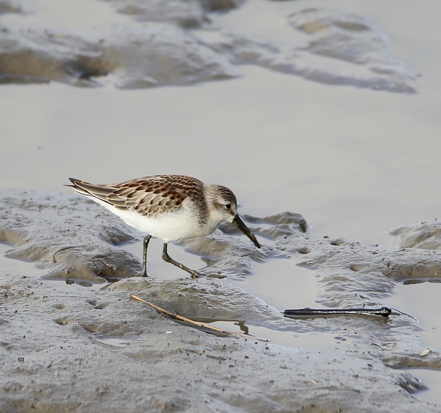 Western Sandpiper