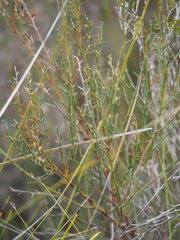 Daviesia flexuosa