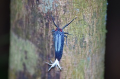 Lystra lanata