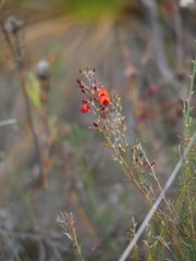 Daviesia flexuosa