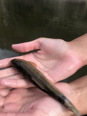 Catostomus catostomus