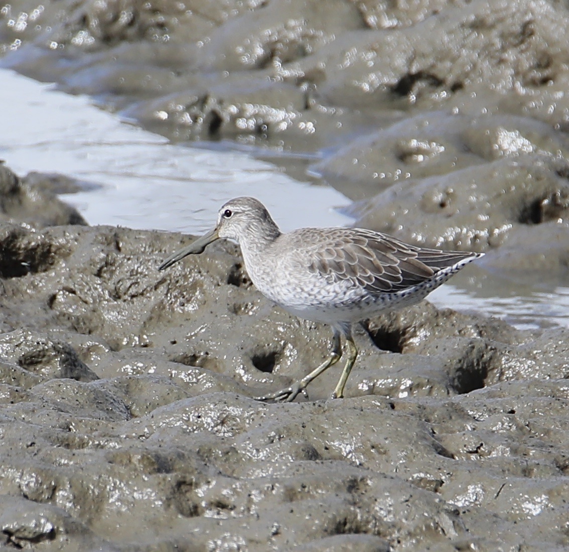 Short-billed Dowitcher