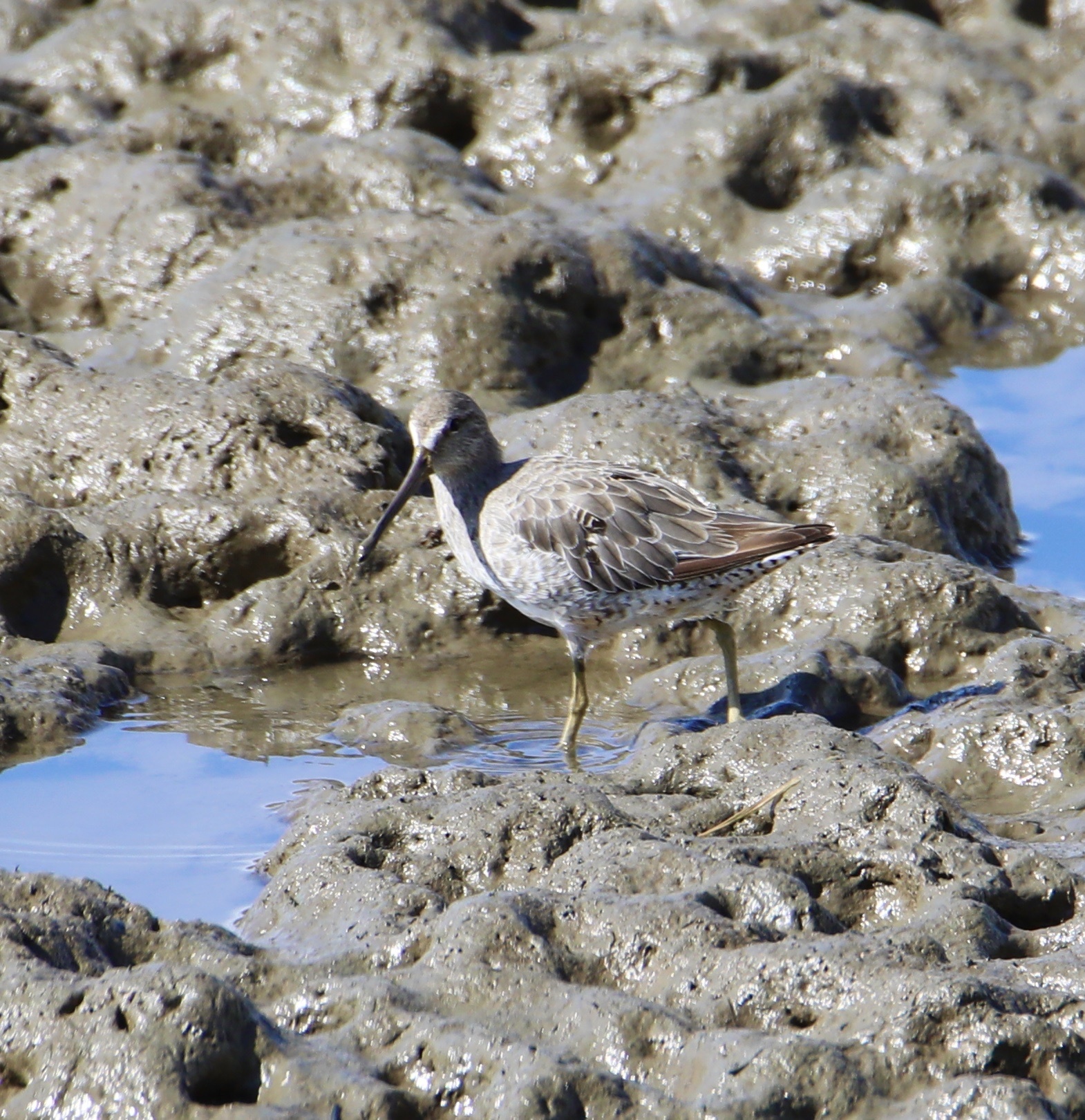 Short-billed Dowitcher