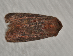 Dasygaster padockina