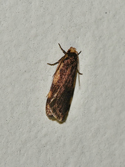 Hoplostega ochroma