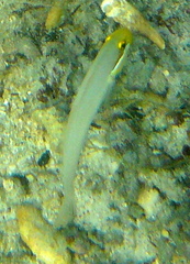 Valenciennea strigata