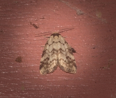 Thallarcha leptographa
