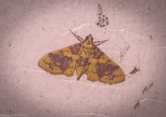 Conogethes haemactalis