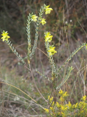 Pimelea suaveolens