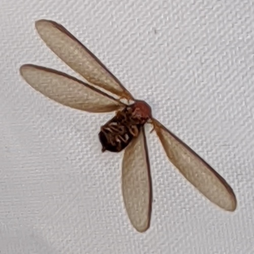 Western Drywood Termite photo 3