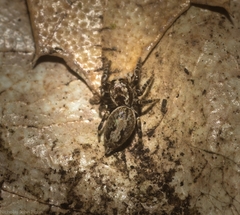 Paraphilaeus daemeli