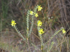 Pimelea suaveolens
