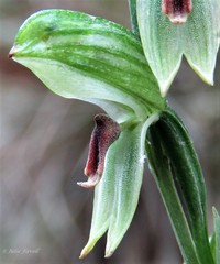 Pterostylis chocolatina