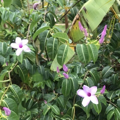 Cryptostegia grandiflora