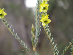 Pimelea suaveolens