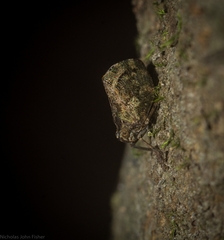 Cotylana angustifrons