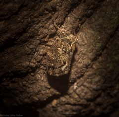 Cotylana angustifrons