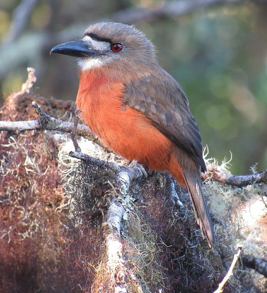 White-faced Nunbird photo