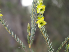 Pimelea suaveolens