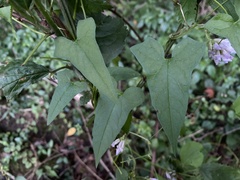 Calystegia silvatica fraterniflora