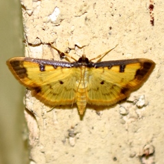 Eulepte anticostalis