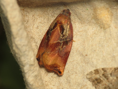 Large Fruit-tree Tortrix photo 3