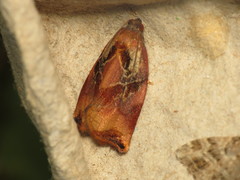 Archips podana