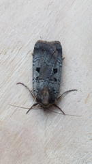 Xestia normanianus