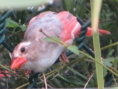 Cardinalis cardinalis image