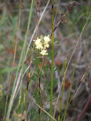 Petrophile squamata