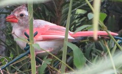 Cardinalis cardinalis image