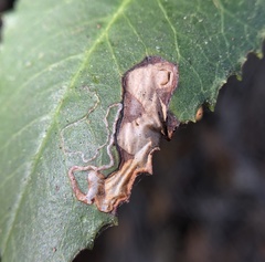 Stigmella heteromelis