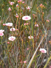 Actinodium cunninghamii